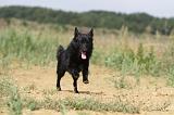 SCHIPPERKE 232